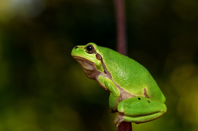 Eat the frog technique